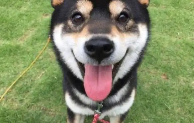 The dog, after pursuing the poison scorpion, was beaten up and swollen into a pig's skull