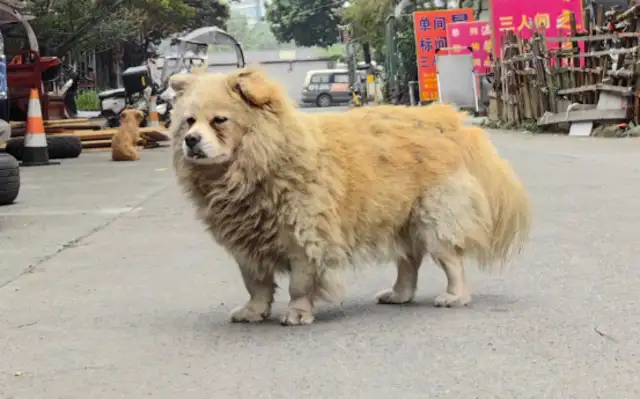 The stray dog gave a baby to the owner of the reward shop to feed