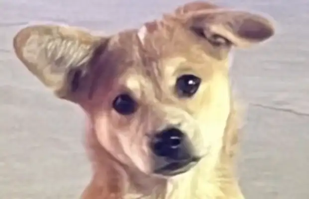 The girl kindly invited the stray dog to eat five lamb strings, and found out... that Cinderella spent so much money on Haomen