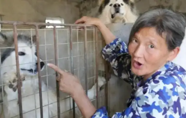 Mrs. Wu has been helping stray dogs for 20 years