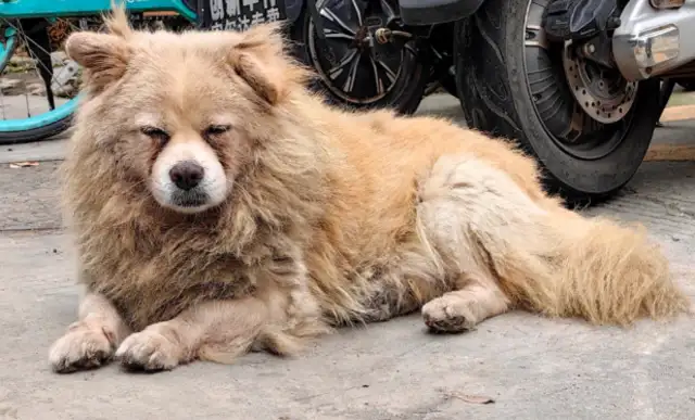 The stray dog gave a baby to the owner of the reward shop to feed