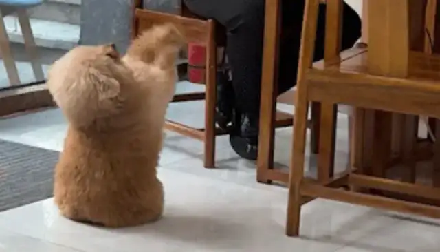 The master fixes his feet. Dogs are cooking in the lobby. Eat