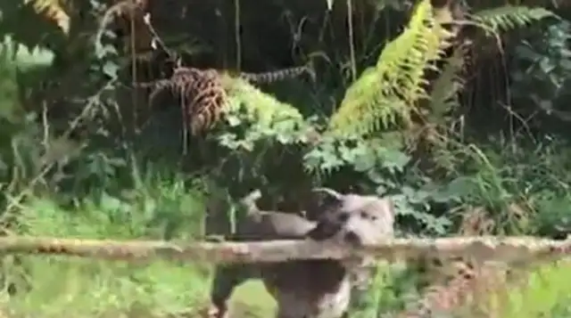 The master and the dog play games and see what the dog has found