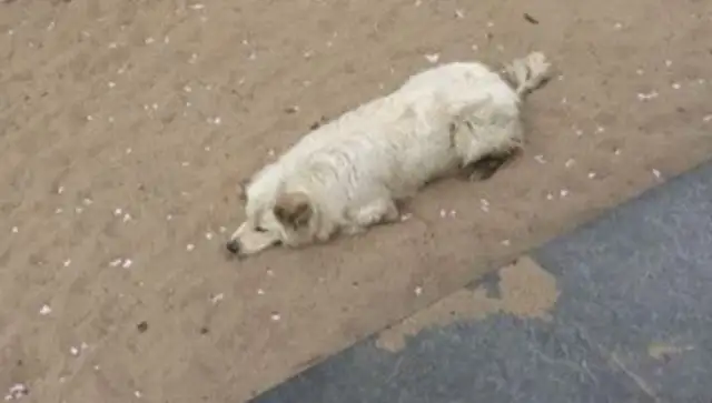 Lose the dog and the master. Come on