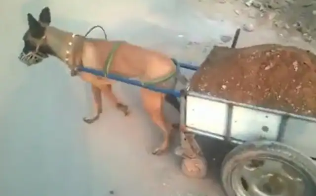 The master trained the pup tow truck, but he couldn't get out for 30 minutes