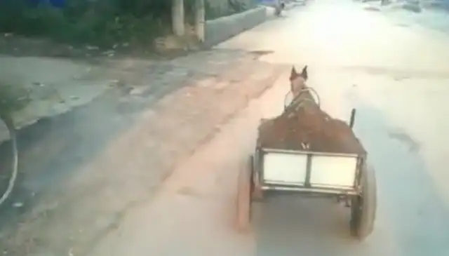 The master trained the pup tow truck, but he couldn't get out for 30 minutes