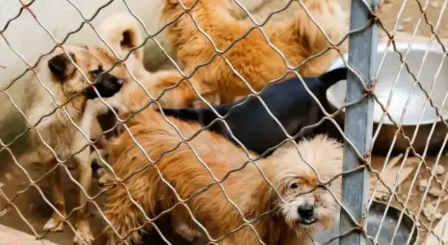 Ten years for thousands of stray cats and dogs