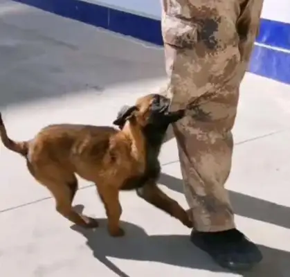 A stray dog broke into a police station to “recruit” a police dog