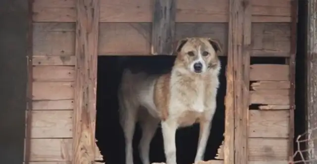 5,000 stray dogs, adopted by a nice aunt, abandoned a limo for the happiness of the dogs
