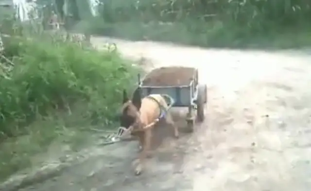 The master trained the pup tow truck, but he couldn't get out for 30 minutes