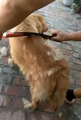 The master shaved the dog with a saw, saw the tools, and the golden eyes