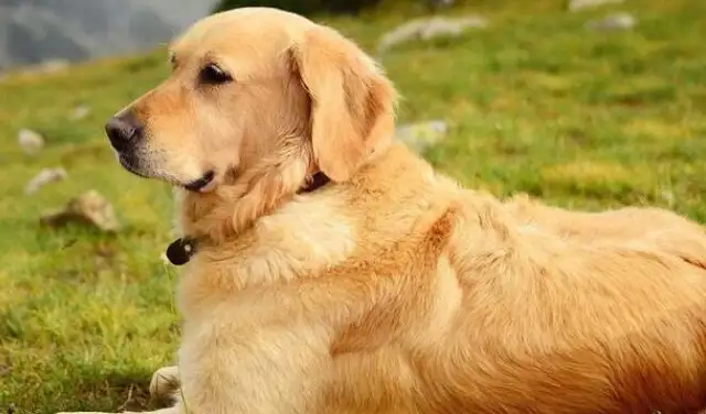 One dog can walk a couple hundred meters, and Baba's looking at the owner: when he gets home, he won't need it