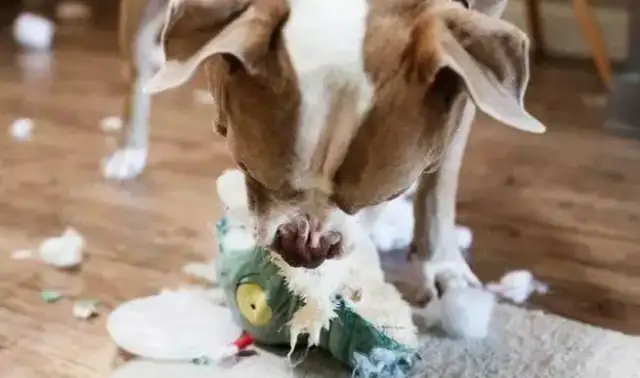 The dog bit the little master's toy and was abandoned by the master