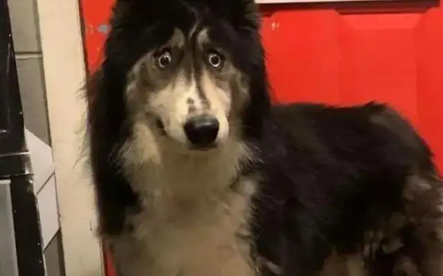 Haschi was abandoned because he was too ugly