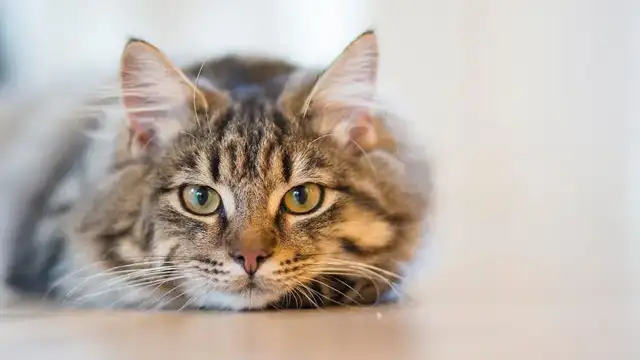 It's a sign before the cat was produced