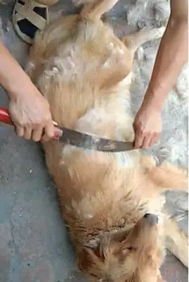 The master shaved the dog with a saw, saw the tools, and the golden eyes
