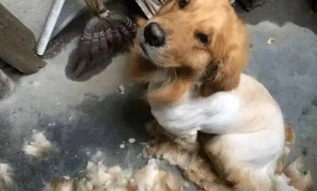 The master shaved the dog with a saw, saw the tools, and the golden eyes