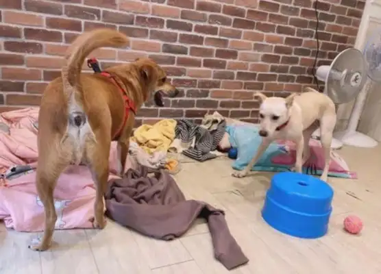 The dog broke the couch every day, and the master was angry: