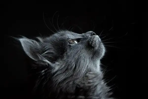 It's a sign before the cat was produced