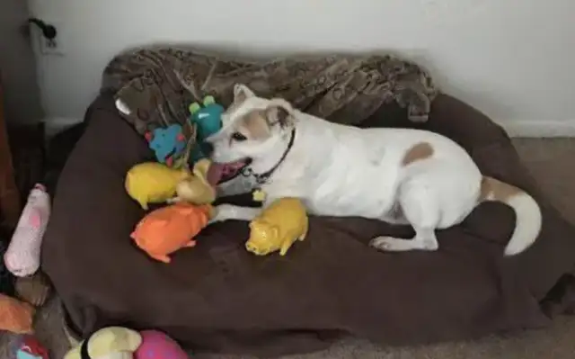The dog bit the little master's toy and was abandoned by the master