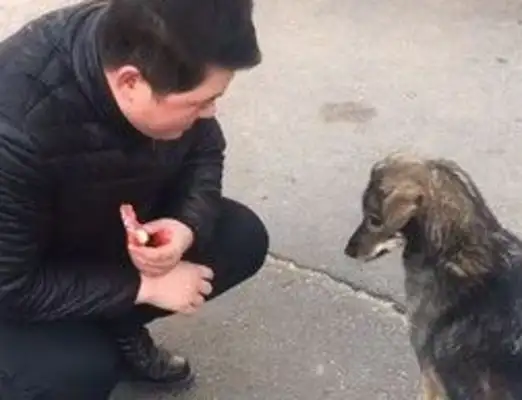 Super spiritual stray dog
