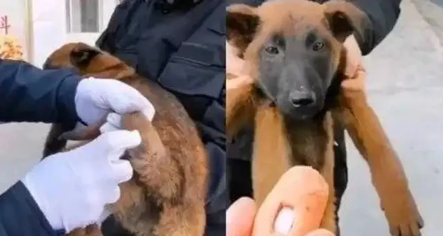 A stray dog broke into a police station to “recruit” a police dog