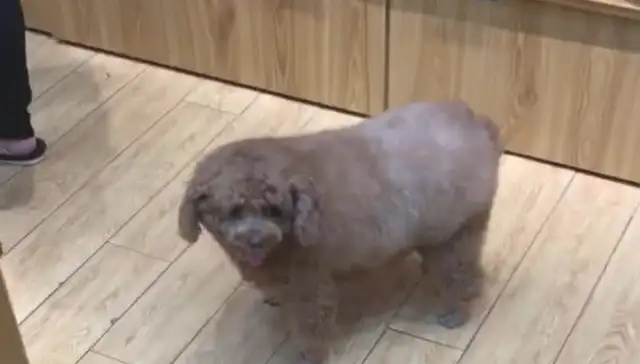 The man happened to meet a dog at the mall and walked in and almost laughed