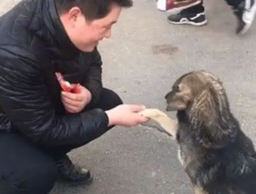 Super spiritual stray dog