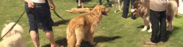 "Doggy biting" followed up: dog owners suspended, apologized! The local disciplinary board intervened