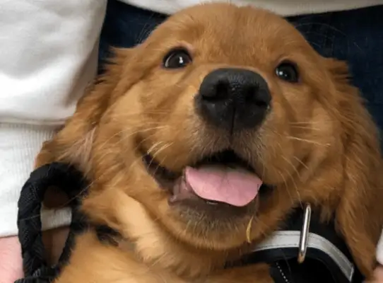 The dog died on the way to the shipment. The owner complained: They wanted to buy me for $6,000