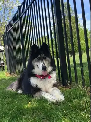 Haschi was abandoned because he was too ugly