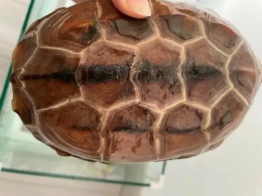 Tortoise treatment. New hands will watch