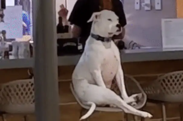 The dog at home thinks he's a man. He sits in a bar every day. Lee
