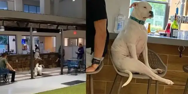 The dog at home thinks he's a man. He sits in a bar every day. Lee