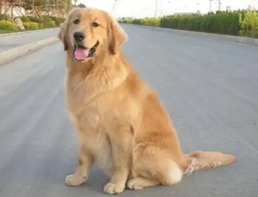 If the dog only eats vegetarian food, then the whole family eats vegetarian food, and asks for blond hair to eat vegetarian food, and eventually starves to death