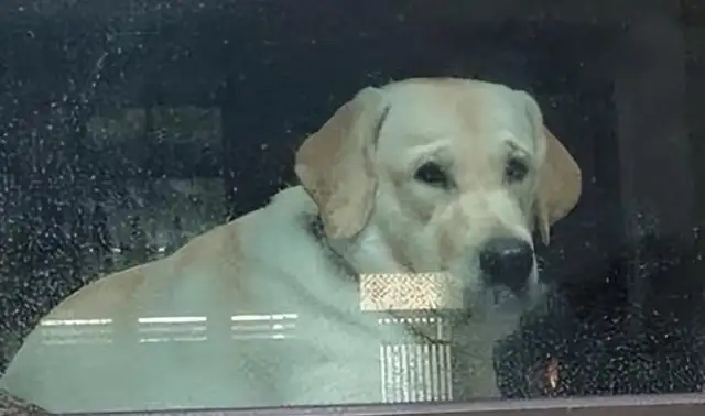 The dog sent the master out. Dog: Come back early with me