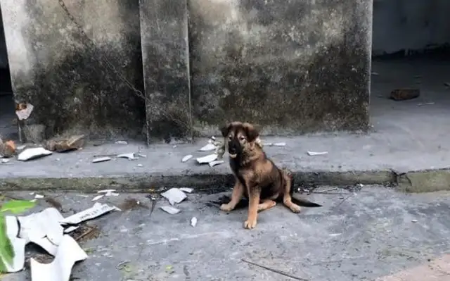 The dog was tied to the ruins and starved for three days