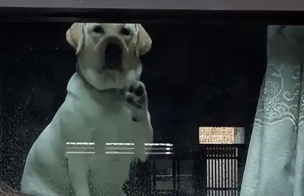 The dog sent the master out. Dog: Come back early with me