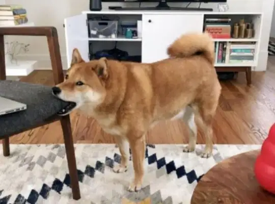 What's wrong with dogs? These dogs are so cute