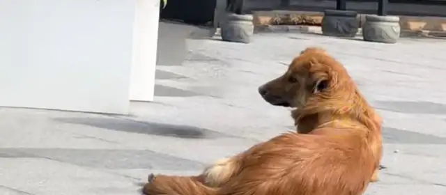 The dog who was abandoned, still pretended to have a master, was called a stray dog and left sad