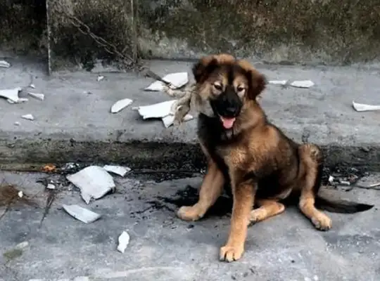 The dog was tied to the ruins and starved for three days