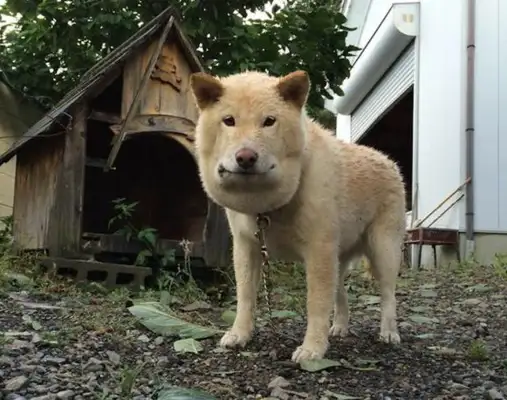 The dog was bitten by a snake. His face has become square. Forgive me for crying