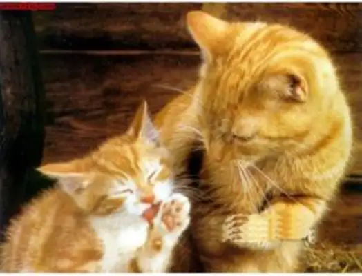Cats are healthy. Cats are healthy