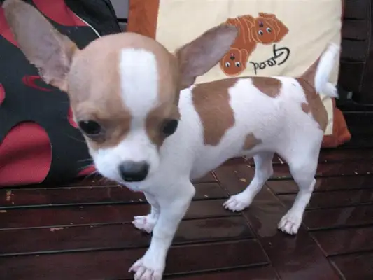 Is Chihuahua an alien dog? The eyeballs are falling out