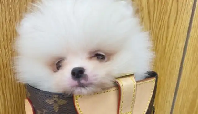 Bomi likes to go shopping with the owner. It's easy in the bag. Dogs: Too high