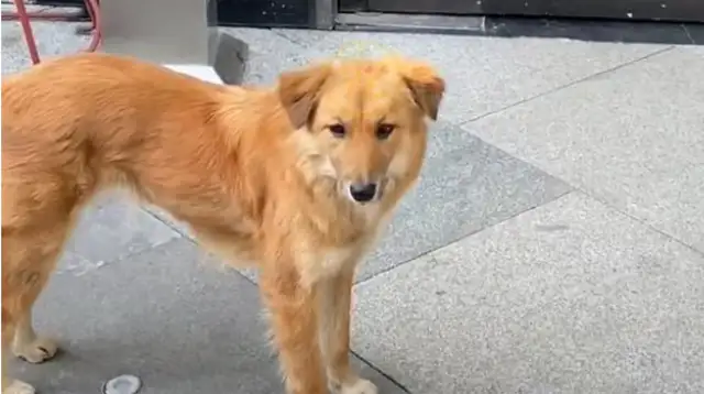 The dog who was abandoned, still pretended to have a master, was called a stray dog and left sad