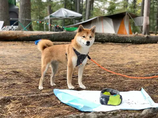 We're going camping with the dog. We need to be careful