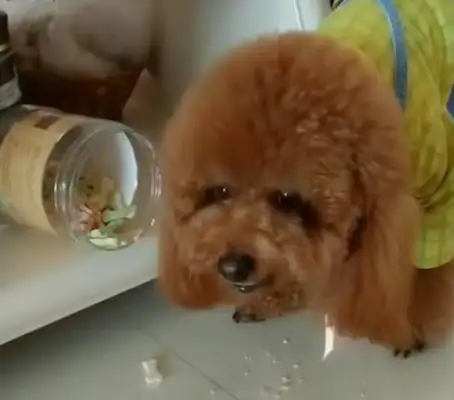 Teddy's been caught eating cake, and the owner's got a dog over his head