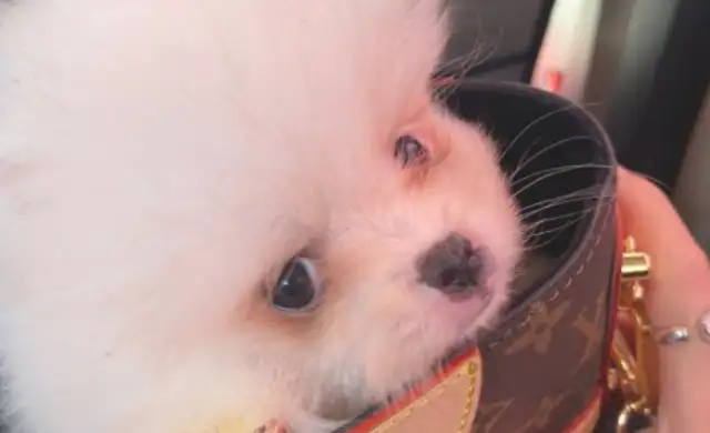 Bomi likes to go shopping with the owner. It's easy in the bag. Dogs: Too high
