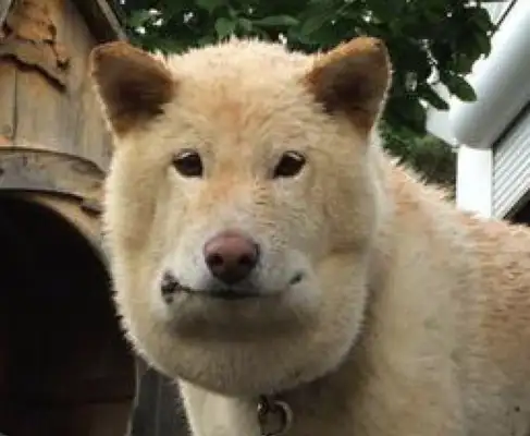 The dog was bitten by a snake. His face has become square. Forgive me for crying